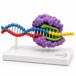 Telomerases Model